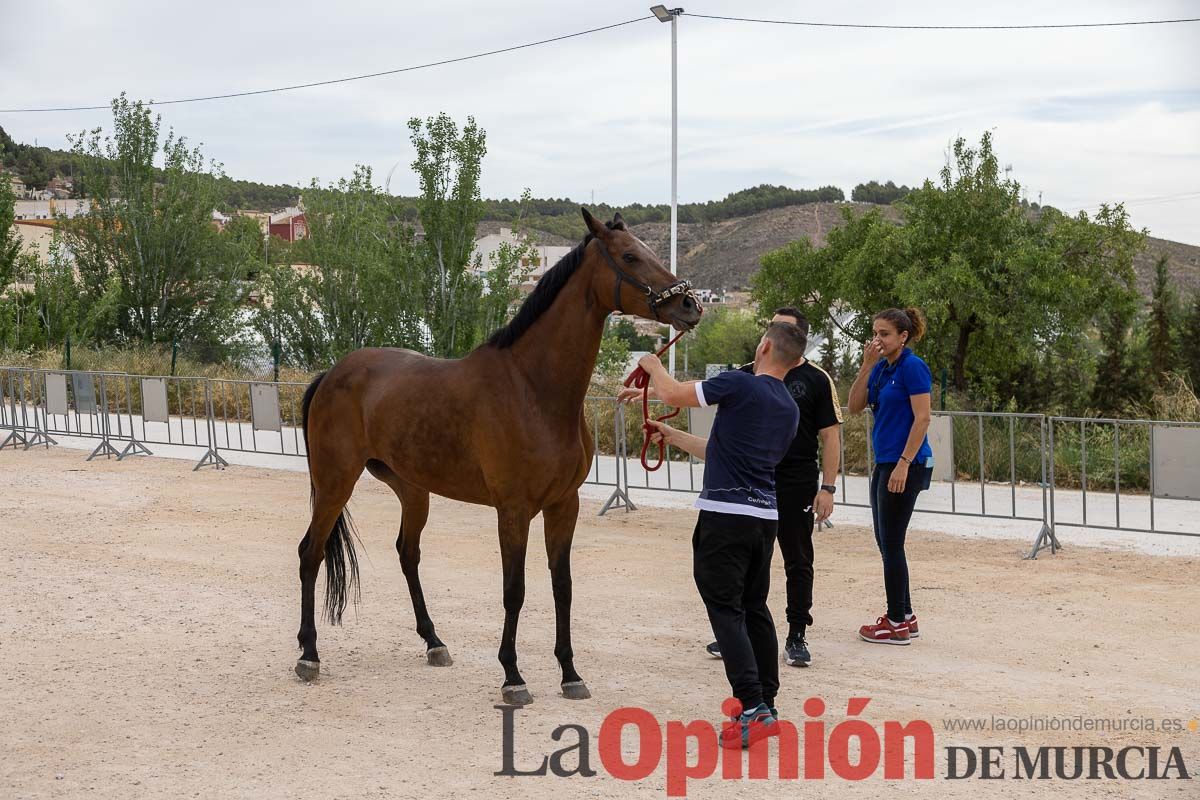 Control veterinario de los Caballos del Vino en Caravaca