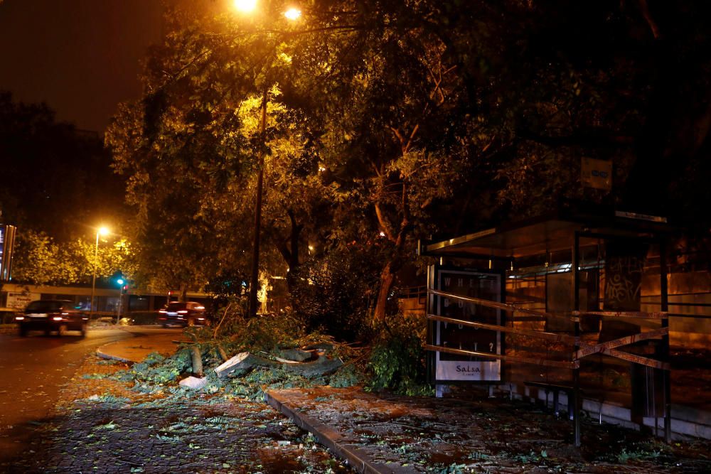 Arbres caiguts a la ciutat de Lisboa a causa del pas de l'huracà "Leslie"