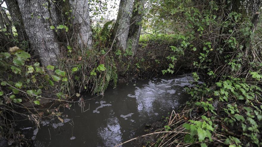 Detectan un vertido de purín a un regato de Filgueira de una explotación ganadera