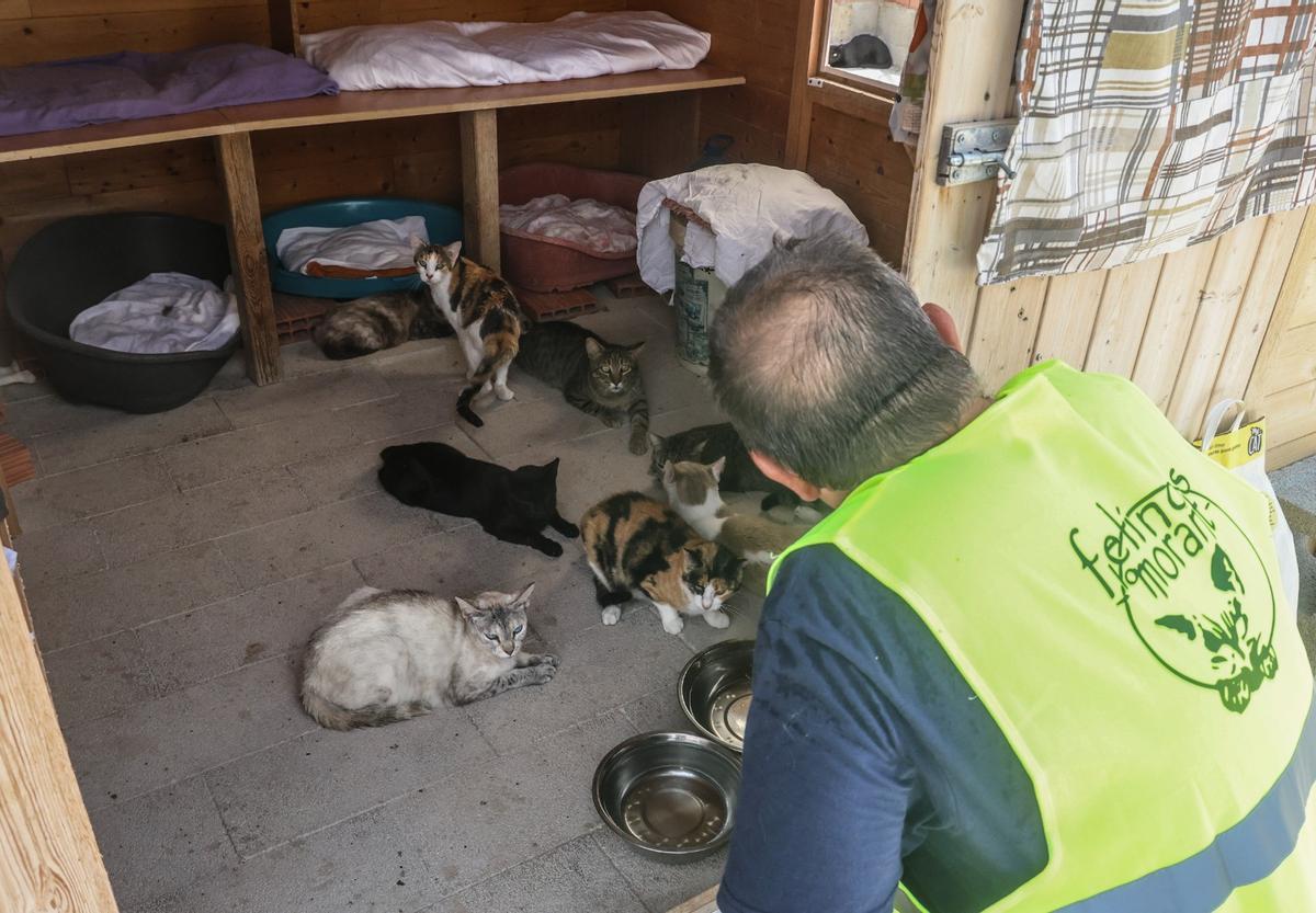 En riesgo el futuro de 400 gatos de Alicante debido a la delicada situación de su protectora