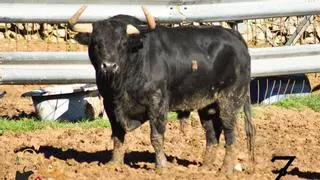 Nueve toros "de primera" para estrenar temporada en uno de los epicentros del 'bou' en Castellón