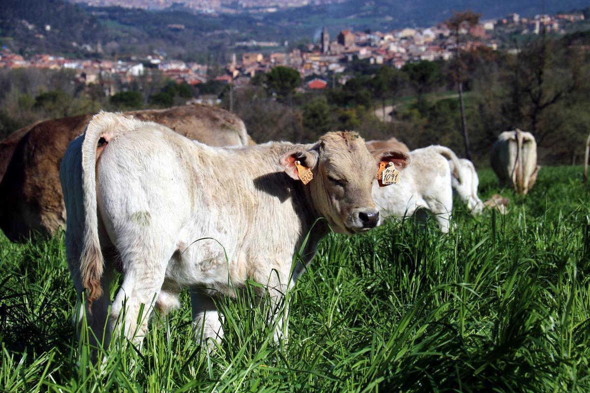 Vaques de raça Bruna del Pirineu