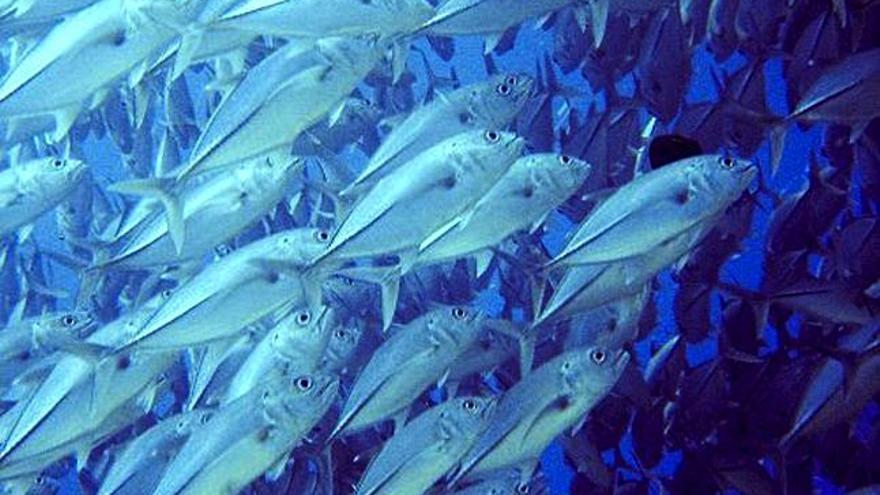 Imagen de un banco de peces cirujano en el santuario marino de Tubbataha. Los deshabitados atolones de Tubbataha en Filipinas esconden en sus arrecifes de coral una de las mayores concentraciones de biodiversidad marina del planeta, declarada Patrimonio de la Humanidad por la UNESCO. EFE/Poch Ceballos