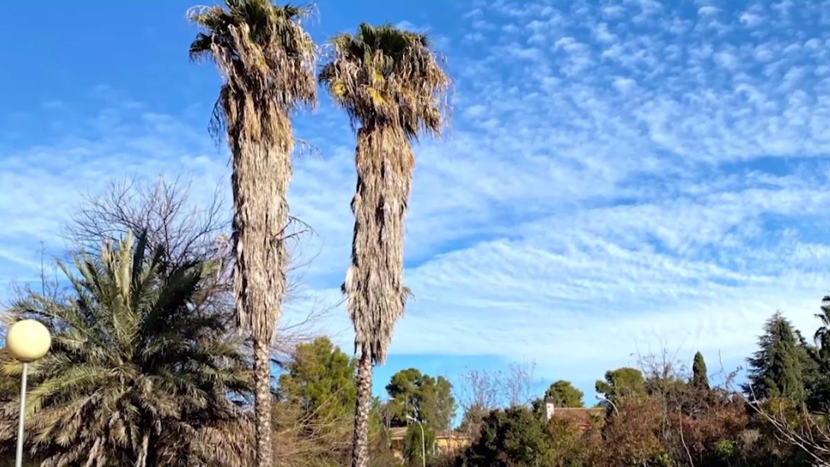 Godella celebra el Día del Árbol de la Comunitat Valenciana