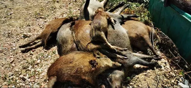 Els caçadors de Girona assenyalen la Generalitat per un abocament de senglars a la Vall del Llémena