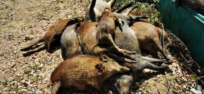 Els caçadors de Girona assenyalen la Generalitat per un abocament de senglars a la Vall del Llémena