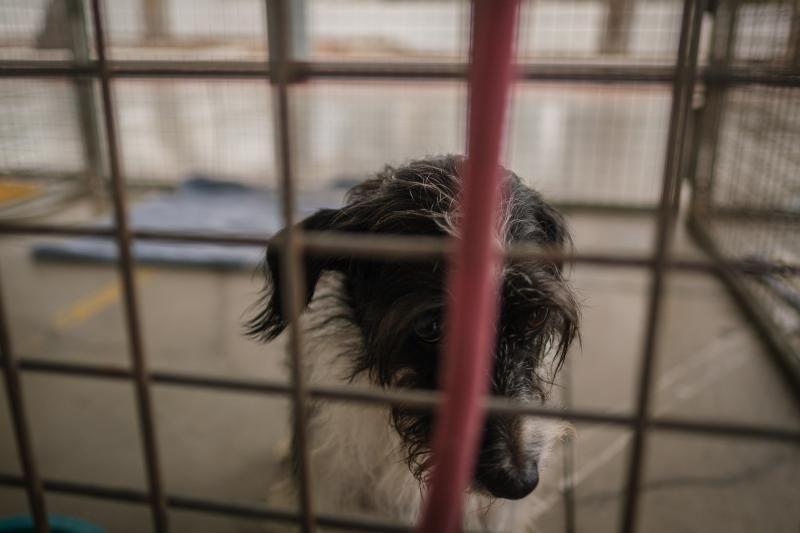 Volcán en Canarias: recogida de animales afectados por la erupción