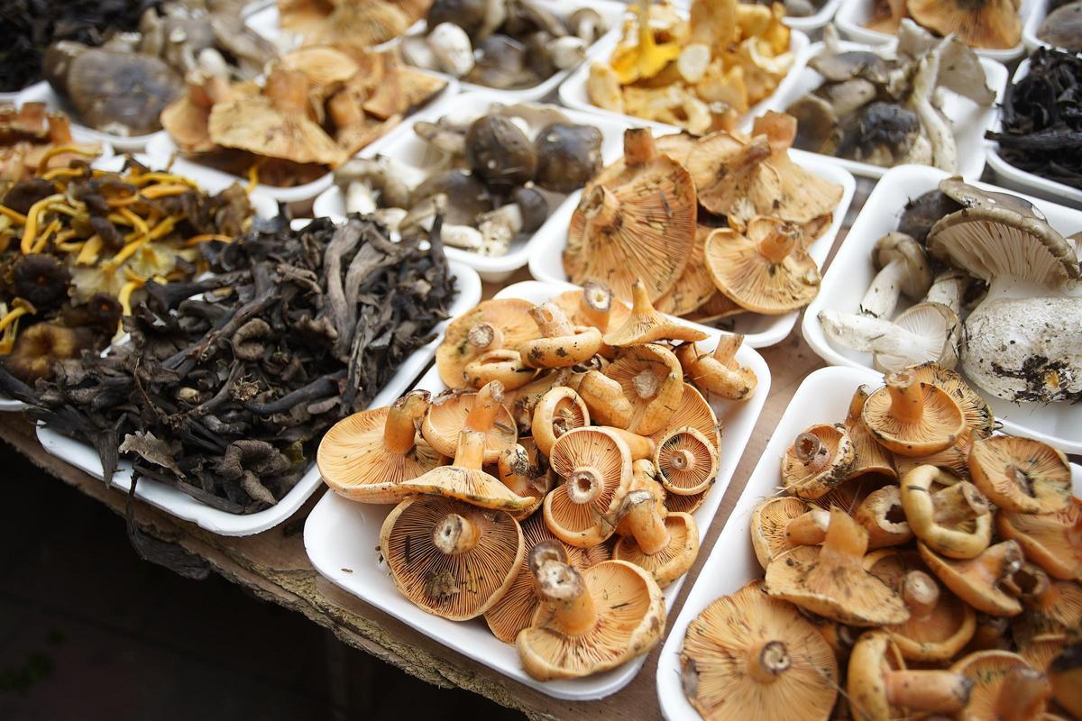 Safates de bolets de l'edició anterior de la Fira del Bolet de Llagostera.