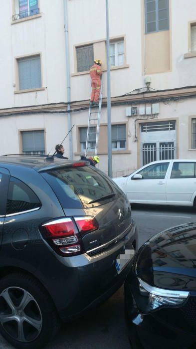 El viento derriba un árbol en el parque de la placeta de l'Era en Torrent.