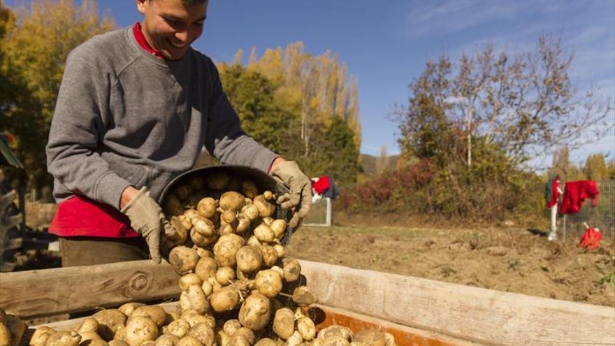 El precio de la patata se duplica por la escasa cosecha en Europa