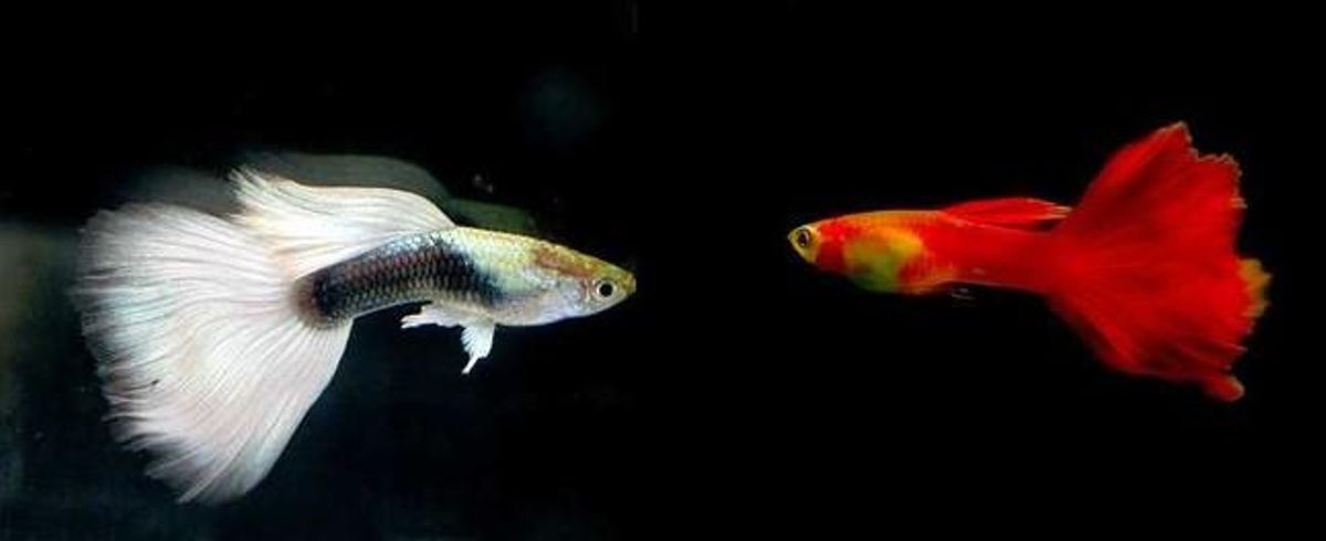 Dos exemplars de ’guppy’.