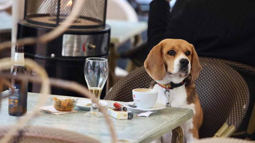 La simpática escena de un perro &quot;desayunando&quot; en la Plaza Nueva de Alicante