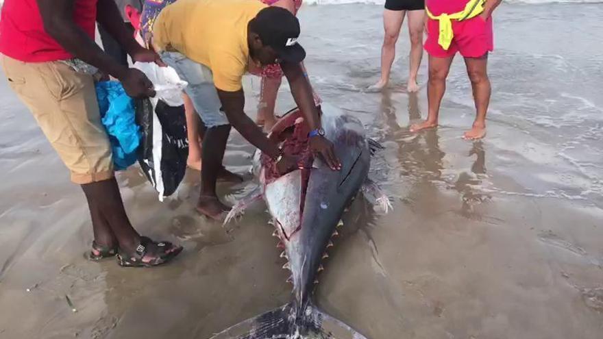 Bañistas cortan en filetes un atún muerto varado en La Manga