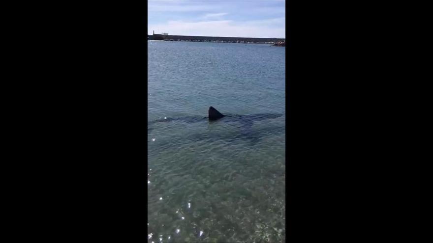 Alarma en la playa de Fuengirola por la presencia de un tiburón