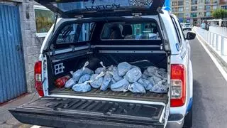 Gardacostas y Policía Autonómica decomisan en Bueu 80 kilos de pulpo de peso inferior al permitido