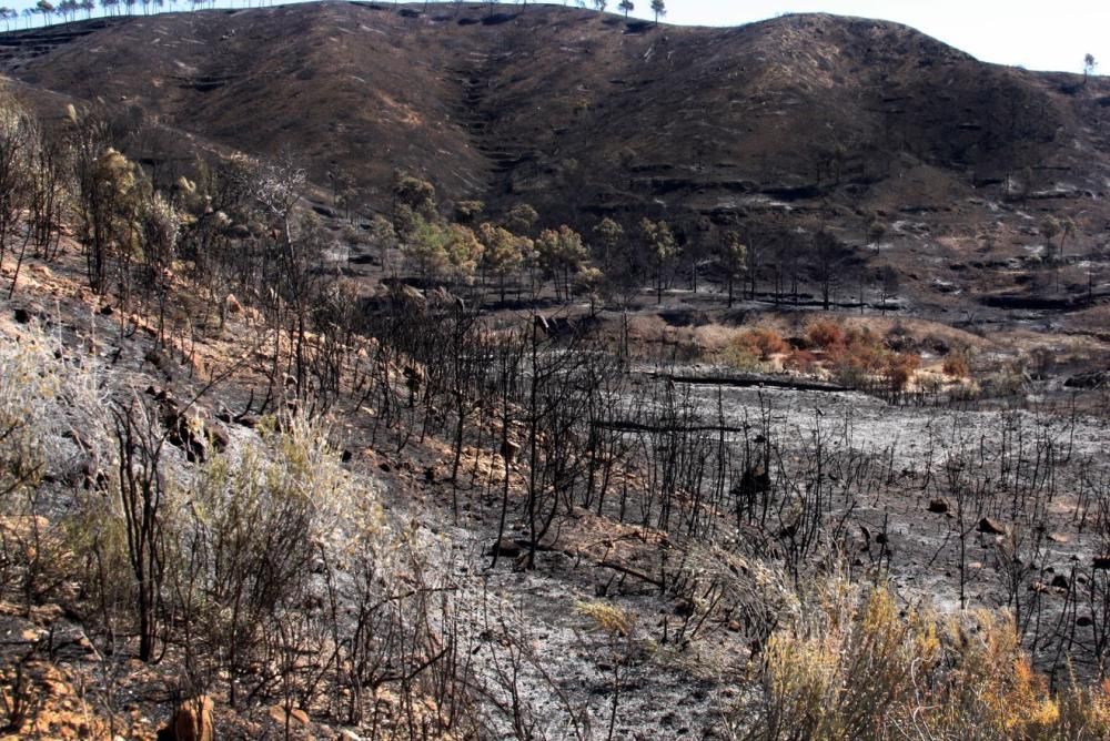 El desolador paisaje de la Calderona tras el incendio