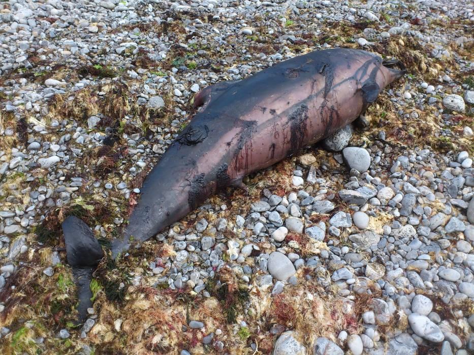 Delfín muerto en la costa de Gijón