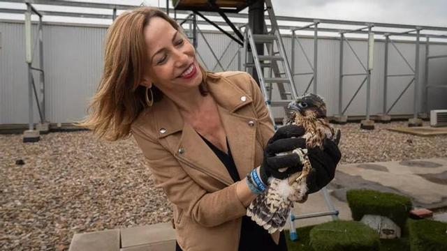 Natalia Chueca, alcaldesa de Zaragoza, sujetando a un ejemplar de halcón peregrino