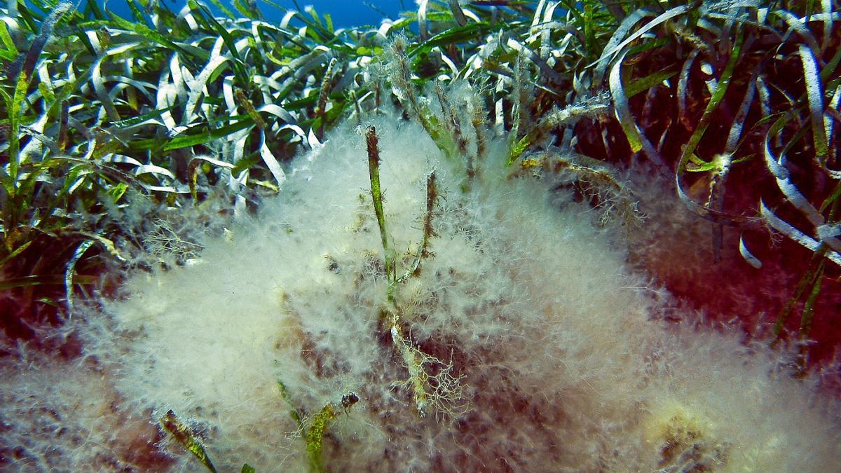 Lophocladia lallemandii, alga que devora la posidonia