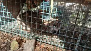 Hallada en Cabra una hembra adulta de lince ibérico, nuevo hito en la recuperación de la especie