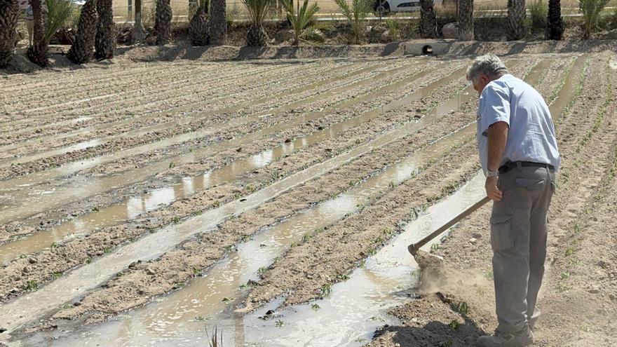 Elche recupera huertos históricos plantando 24.000 tagetes para la Batalla de las Flores