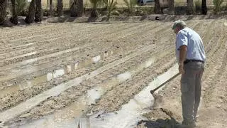 Elche recupera huertos históricos del Palmeral plantando 24.000 tagetes para la Batalla de las Flores