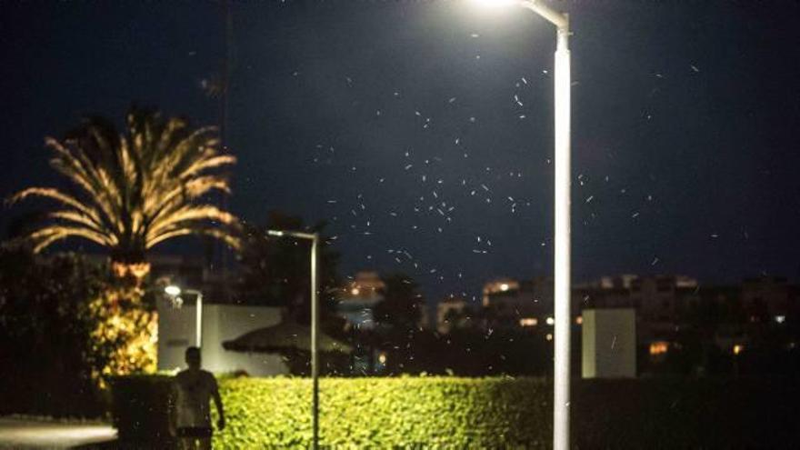 La empresa de control de plagas fumiga contra los mosquitos en Playa San Juan