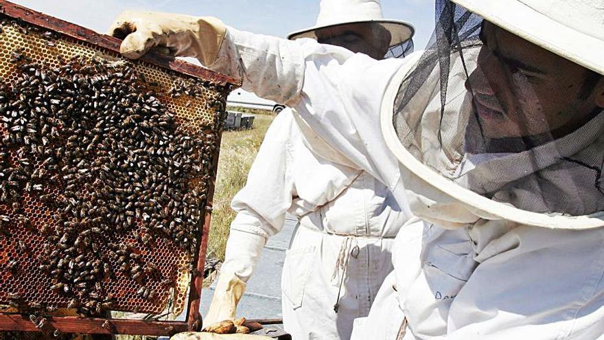 Un apicultor muestra un panal de abejas. | JINFORMACIÓN