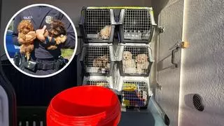 Detecten un repunt del tràfic d'animals a través de l'AP-7 i alerten que alguns poden portar malalties