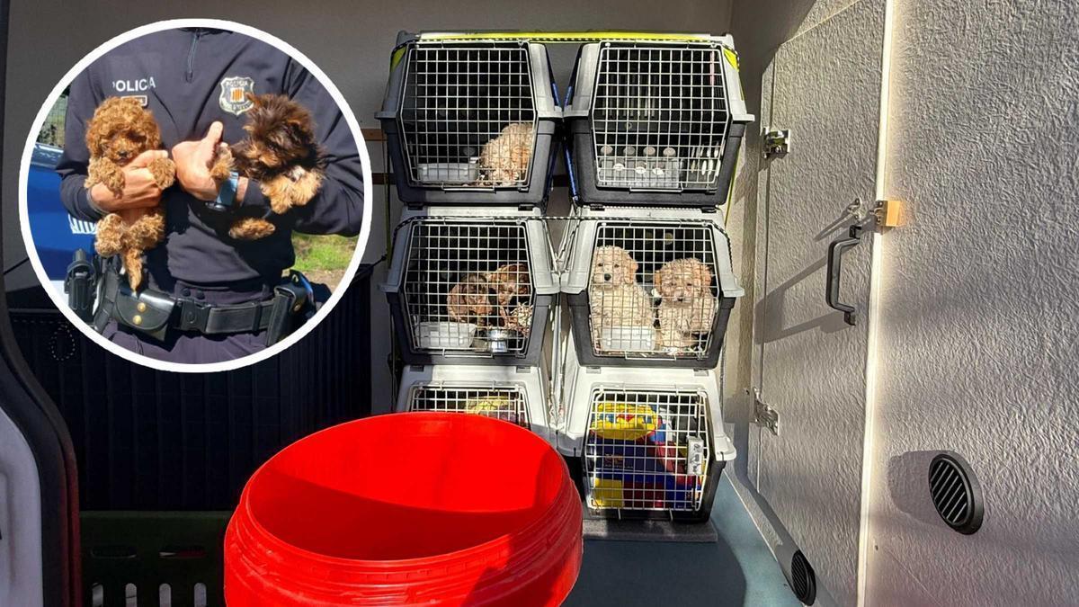 Les imatges dels operatius dels Mossos d'Esquadra contra el tràfic d'animals a l'AP-7