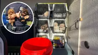 Les imatges dels operatius dels Mossos d'Esquadra contra el tràfic d'animals a l'AP-7