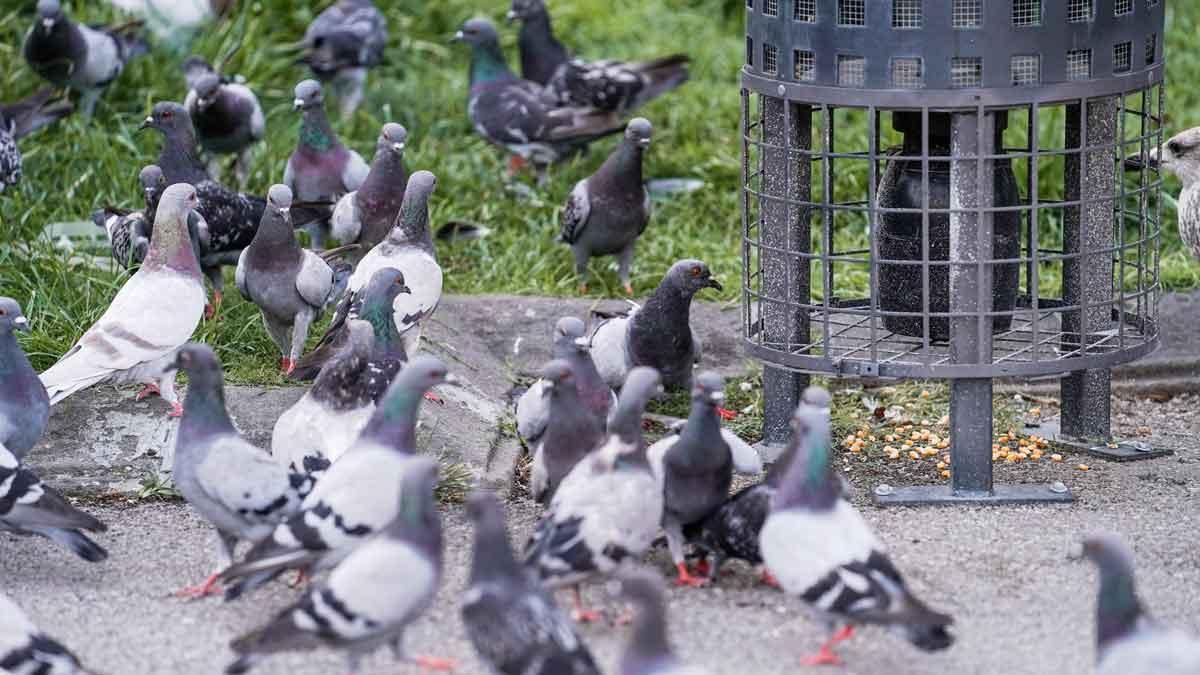 Palomas comen de un dispensador de pienso anticonceptivo en la plaza de Catalunya