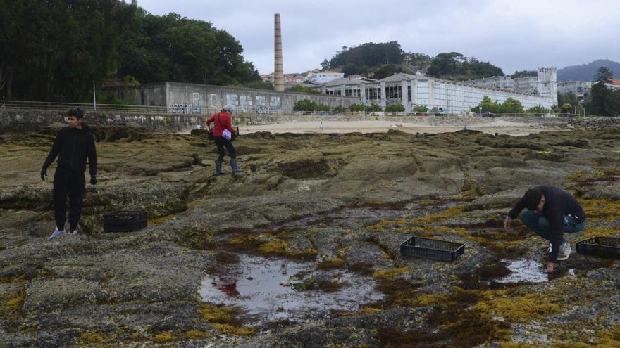 Nueva vida para el erizo de mar en la ría de Vigo con 8.000 crías