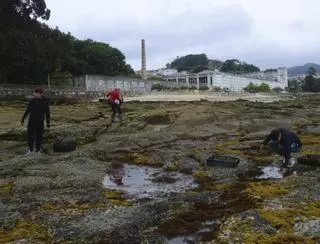 Nueva vida para el erizo de mar en la ría de Vigo con 8.000 crías