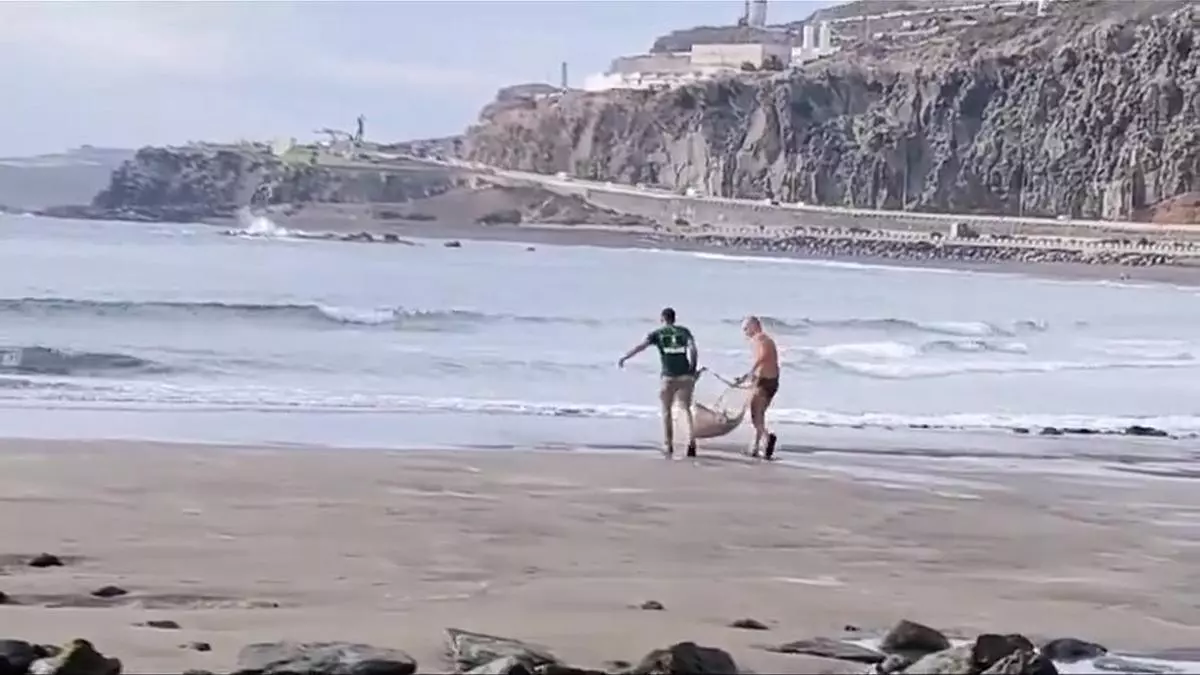 Rescatan un 'chucho negro' en una playa de Las Palmas de Gran Canaria