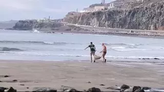 Rescate de un 'chucho negro' en la playa de La Laja, en Las Palmas de Gran Canaria