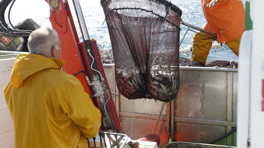 Portugal se abre a descargar más sardina y el cerco gallego prevé un bajón de ingresos