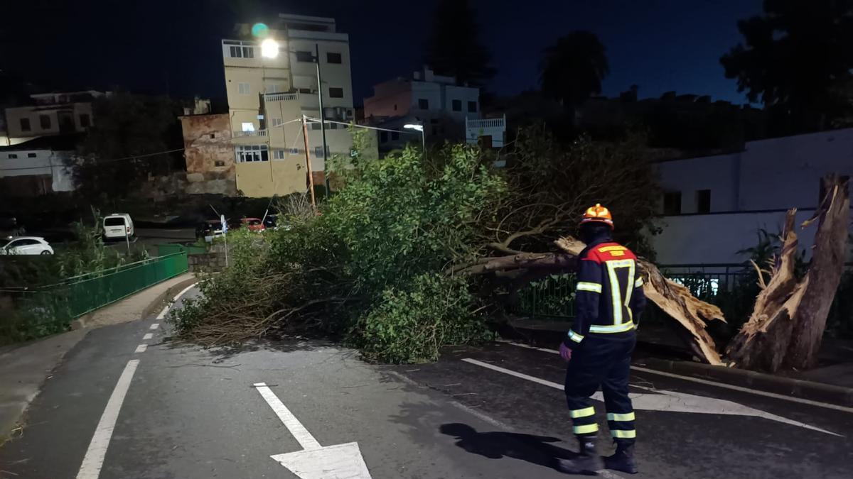 El viento causa incidencias en Teror