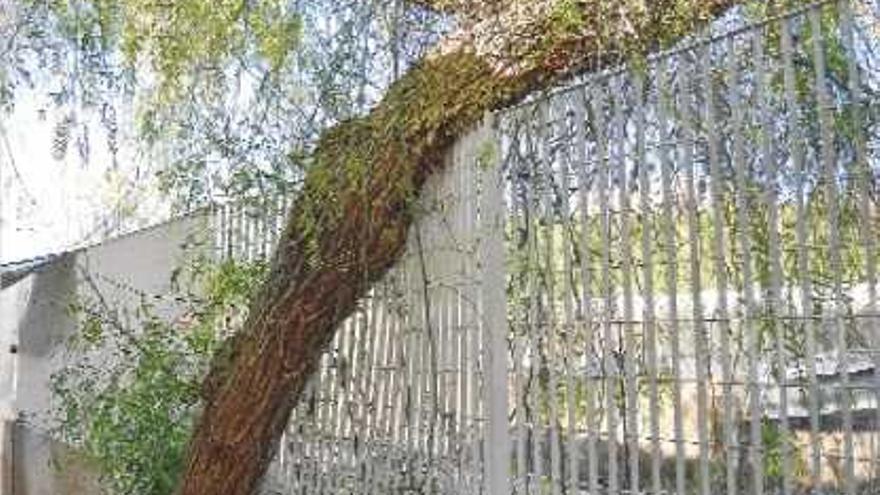 Este árbol facilita a los ladrones el salto de la valla para acceder al refugio.