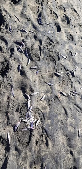 Aparecen 1.000 kilos de peces muertos en las playas del Sur