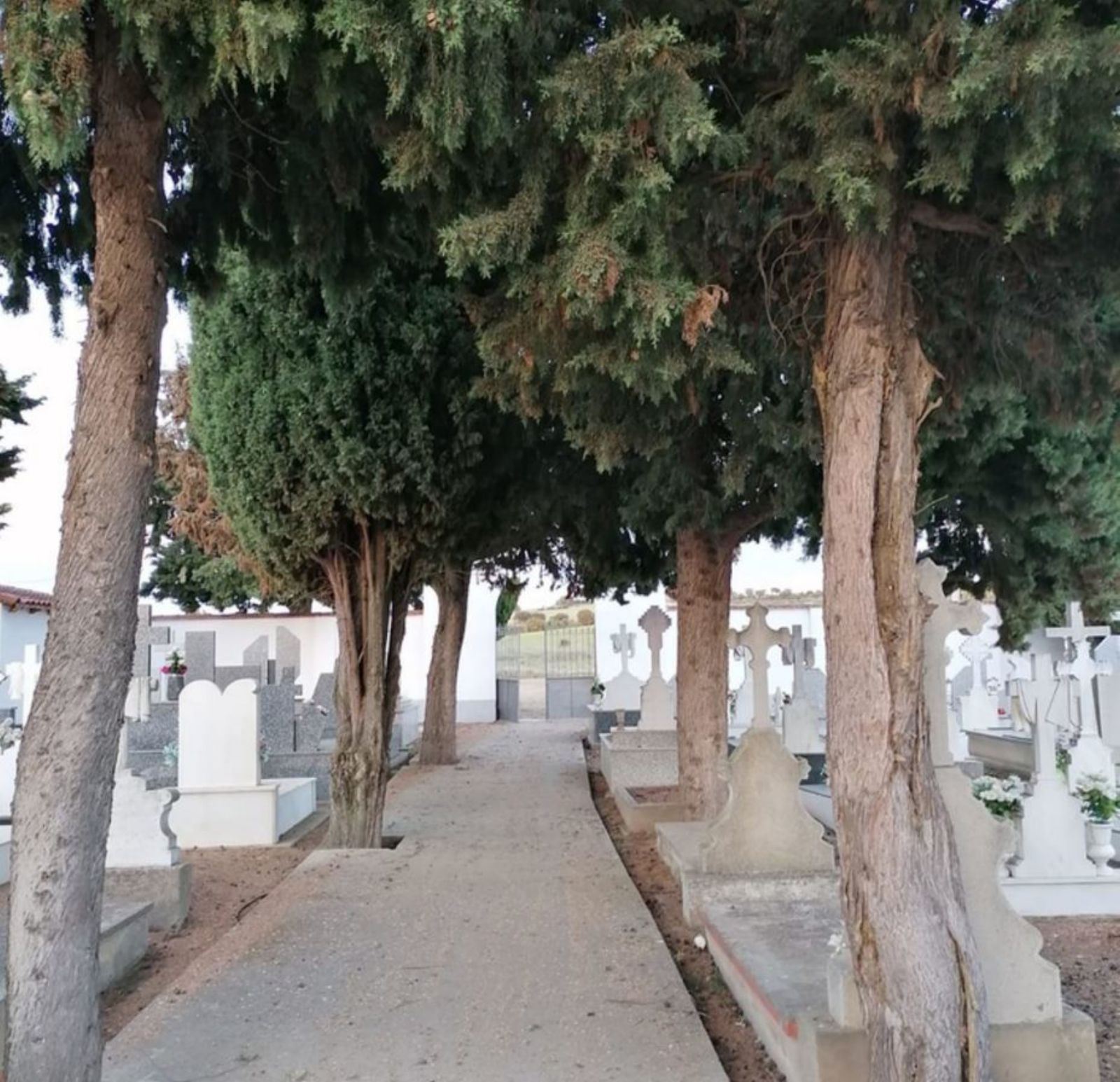 Paseo del cementerio con cipreses a ambos lados. | E. P.