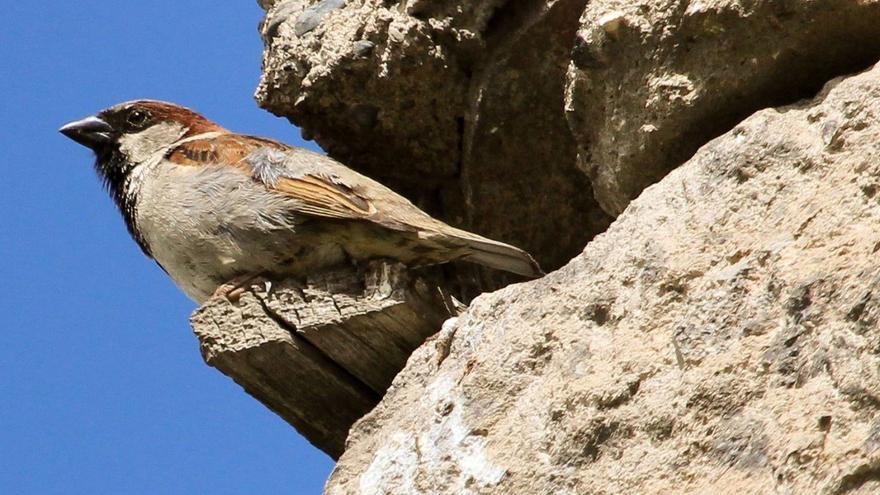 Un pardal aturat en una teulada d’un espai rural.