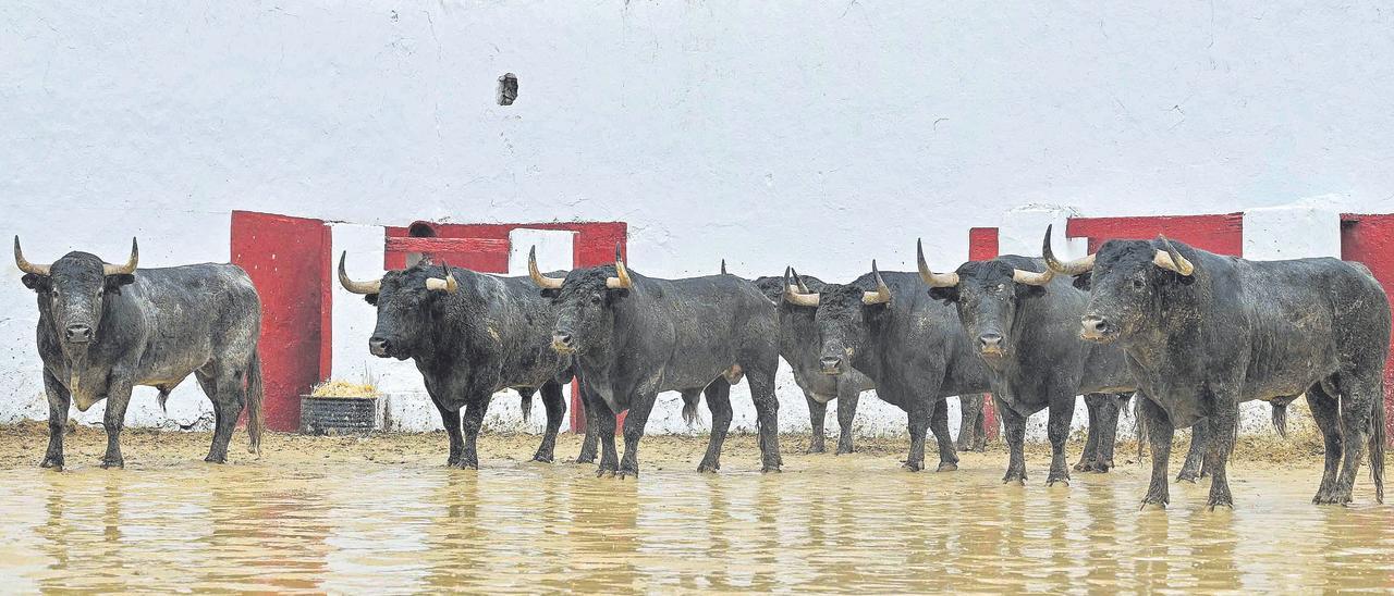 Los toros de Victorino que se lidiarán esta tarde en los corrales de la plaza, donde se aprecia su seriedad.