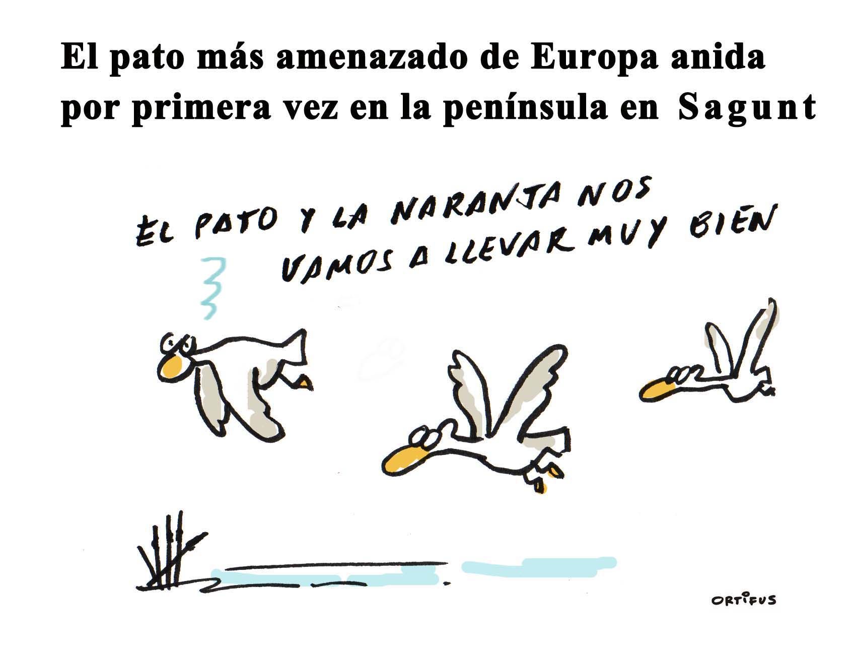 El pato más amenazado de Europa anida por primera vez en la península en Sagunt