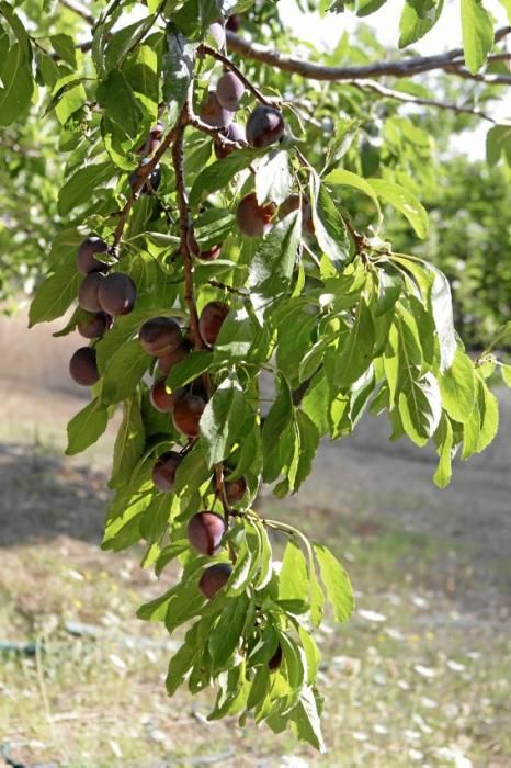 Pflaumenbäume sind Klassiker im mallorquinischen Obstgarten. Auf der Ökofinca Ariant bei Pollença wachsen besonders feine Sorten – jetzt sind die Früchte reif.