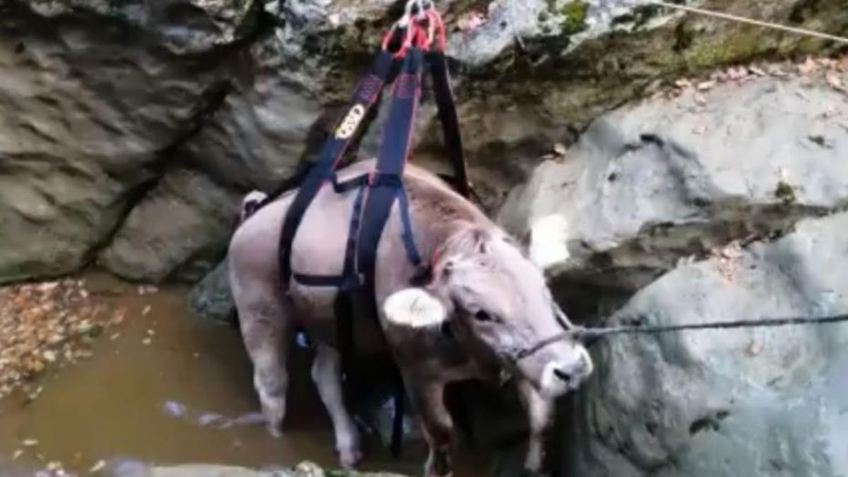 Els Bombers  rescaten una vaca que cau en una riera a Susqueda | BOMBERS