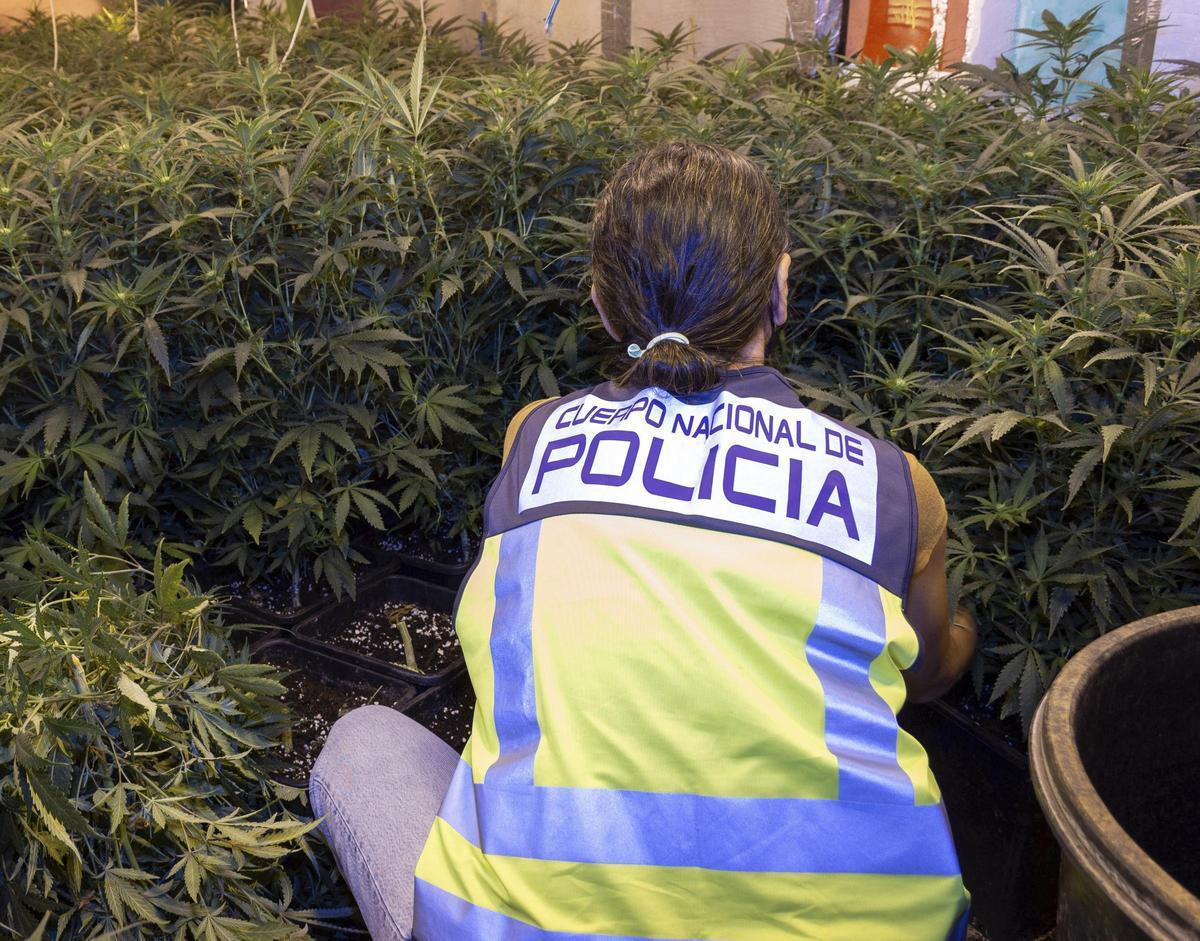 En el inmueble se encontraron más de 620 plantas de marihuana en diferentes fases de crecimiento