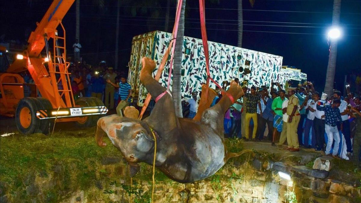 Operación de rescate de un elefante caido en un pozo en Dharmapuri (la India).