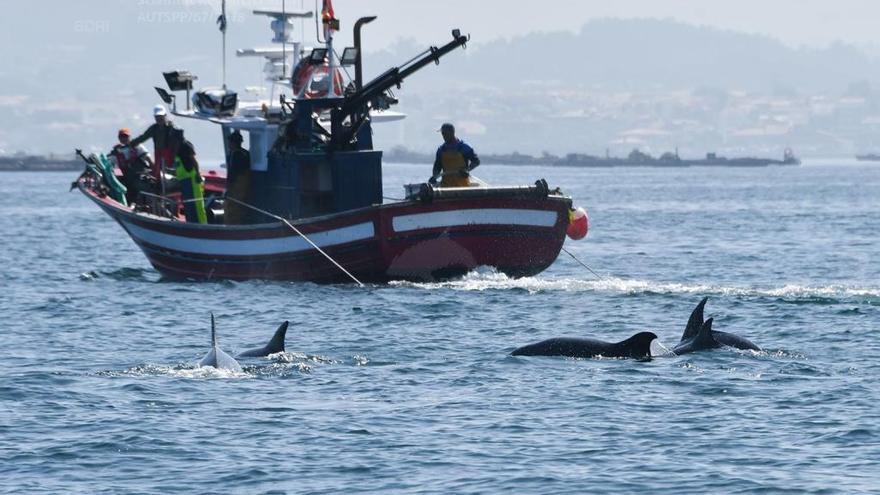 El BDRI avanza en el estudio de la interacción entre mamíferos marinos y pesca artesanal.