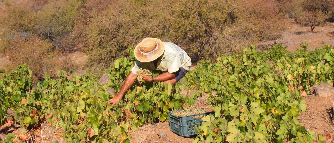 Tareas de recolección de la uva en una de las fincas situadas en el corazón de la comarca de la Axarquía. | L. O.